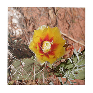 Yellow and red cactus flower in bloom tile