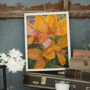 Yellow and Red Speckled Canna Lily Floral Photo Print
