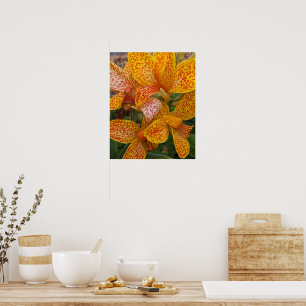 Yellow and Red Speckled Canna Lily Floral Poster