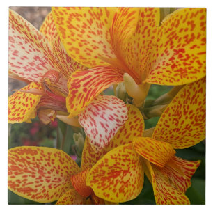 Yellow and Red Speckled Canna Lily Floral Tile