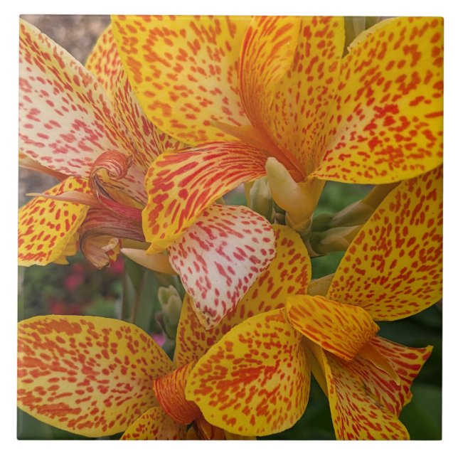 Yellow and Red Speckled Canna Lily Floral Tile (Front)