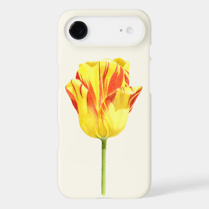 Yellow and red tulip