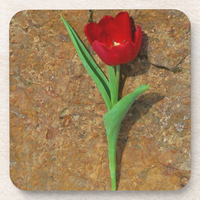 yellow and Red Tulip Coaster (Front)
