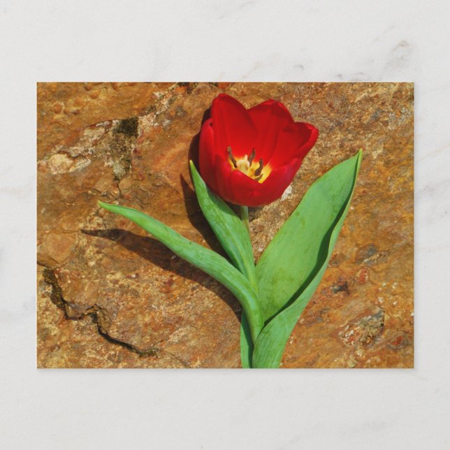 Yellow and Red Tulip Postcard (Front)