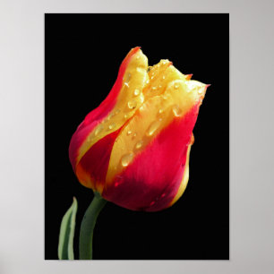 Yellow And Red Tulip Poster