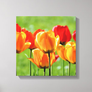 Yellow And Red Tulips Canvas Print