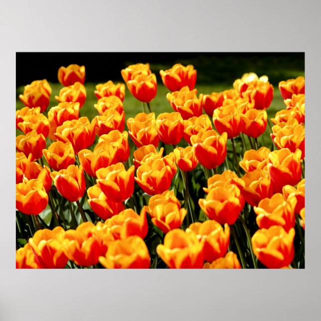 Yellow and red tulips in springtime poster (Front)