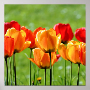 Yellow And Red Tulips Poster