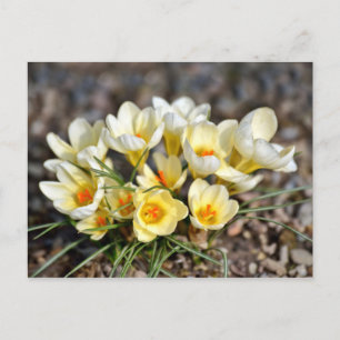 yellow and white crocuses postcard