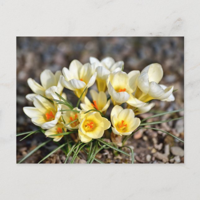 yellow and white crocuses postcard (Front)
