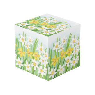 Yellow and White Daffodils in Spring   Cube