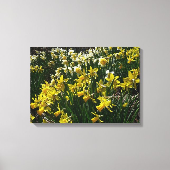 Yellow and White Daffodils Spring Flowers Canvas Print (Front)