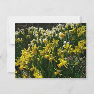 Yellow and White Daffodils Spring Flowers Card