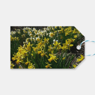 Yellow and White Daffodils Spring Flowers Gift Tags