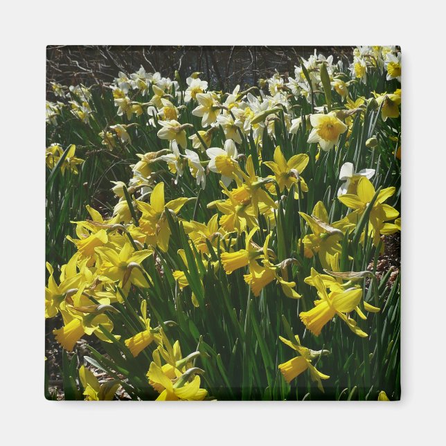 Yellow and White Daffodils Spring Flowers Magnet (Front)