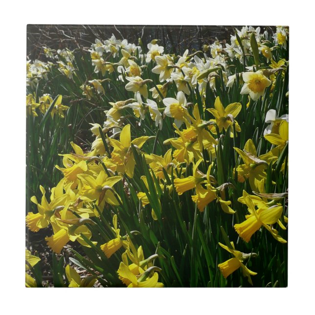 Yellow and White Daffodils Spring Flowers Tile (Front)
