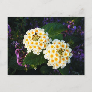 Yellow and White Lantana Postcard