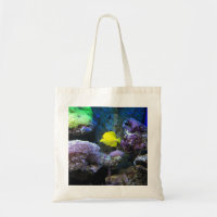 Yellow Angelfish