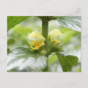Yellow Archangel - Lamium galeobdolon Postcard