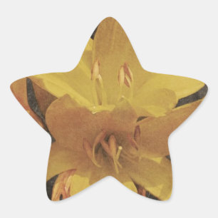 Yellow Asiatic lily on old grunged canvas backgrou Star Sticker