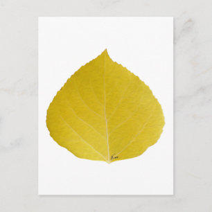 Yellow Aspen Leaf #5 Postcard