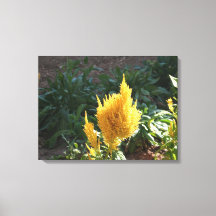 Yellow Astilbe flower