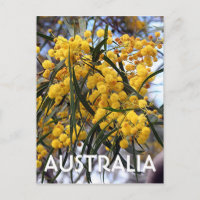 Yellow Australian wattle tree blossoms 2