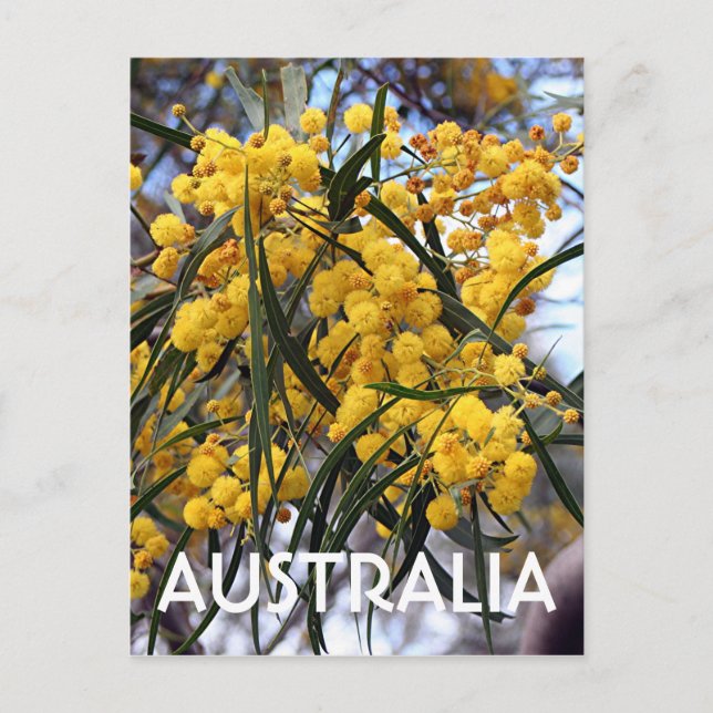 Yellow Australian wattle tree blossoms 2 Postcard (Front)