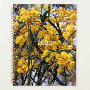 Yellow Australian wattle tree blossoms  Planner