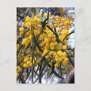 Yellow Australian wattle tree blossoms Postcard