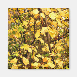 YELLOW AUTUMN LEAVES MAGNET
