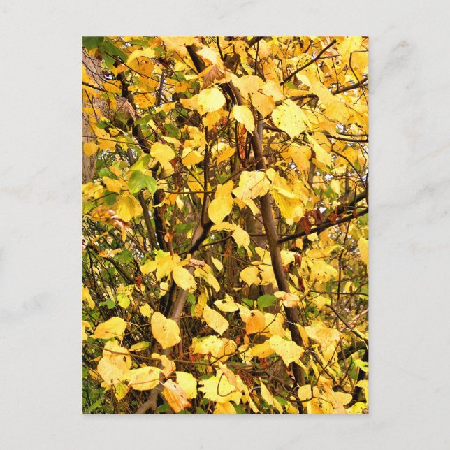 YELLOW AUTUMN LEAVES POSTCARD (Front)