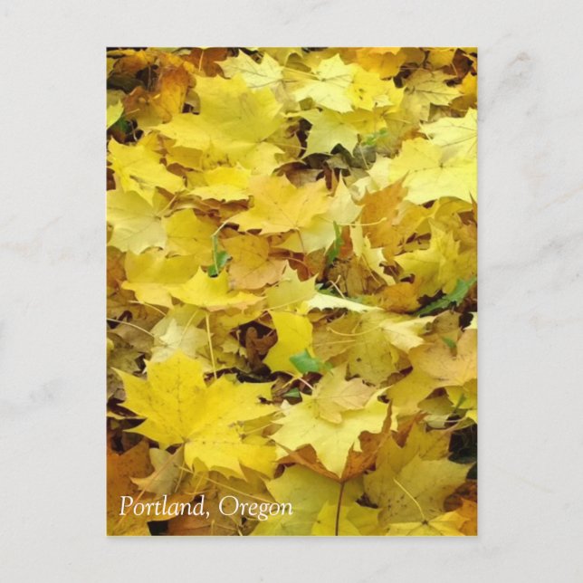 Yellow Autumn Leaves Postcard (Front)