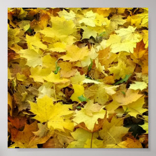 Yellow Autumn Leaves Poster