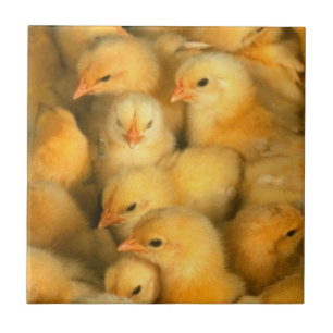 Yellow Baby Chicks Tile