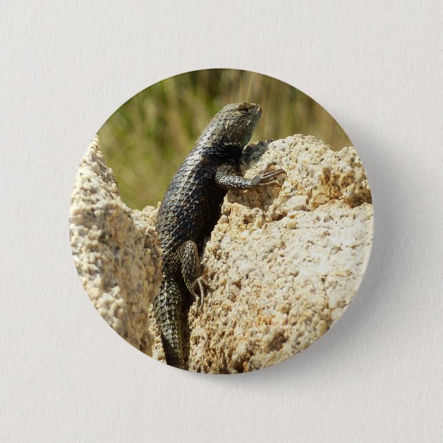Yellow-Backed Spiny Lizard at Joshua Tree 2 Inch Round Button (Front)