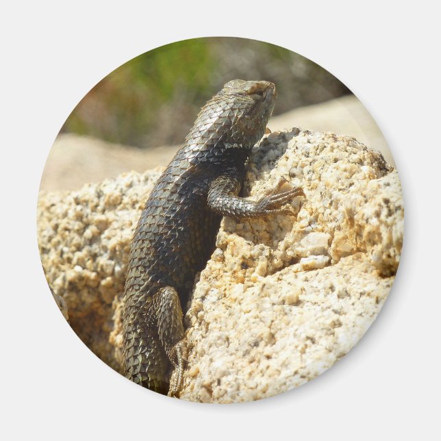 Yellow-Backed Spiny Lizard at Joshua Tree Magnet (Front)
