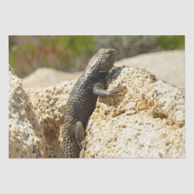 Yellow-Backed Spiny Lizard at Joshua Tree Tissue Paper (Front)