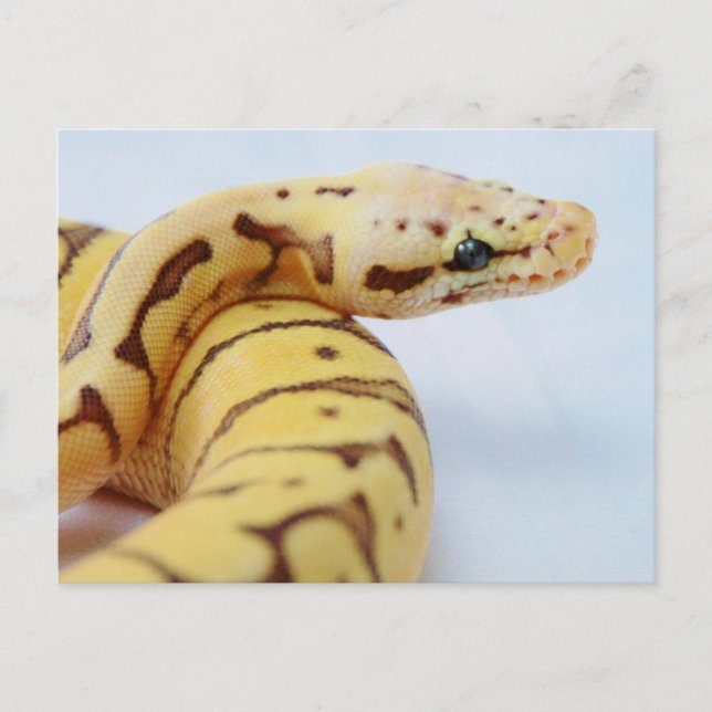 Yellow Ball Python Close Up Postcard (Front)