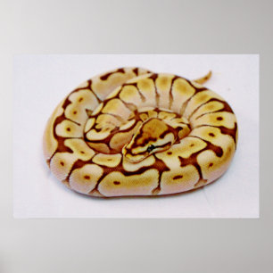 Yellow Ball Python Really Close Up Poster