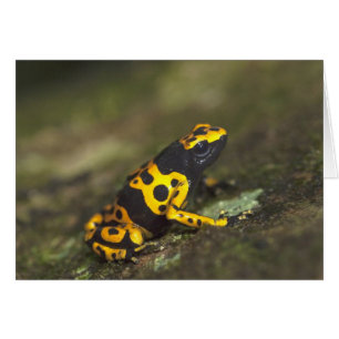Yellow-banded Poison Dart Frog Dendrobates