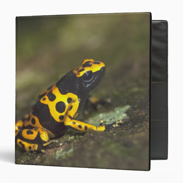 Yellow-banded Poison Dart Frog Dendrobates Binder (Front/Inside)
