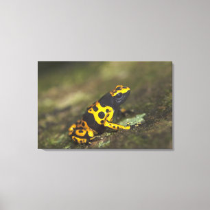 Yellow-banded Poison Dart Frog Dendrobates Canvas Print