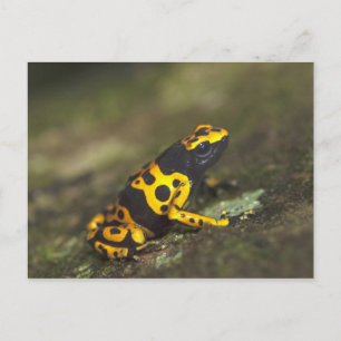 Yellow-banded Poison Dart Frog Dendrobates Postcard