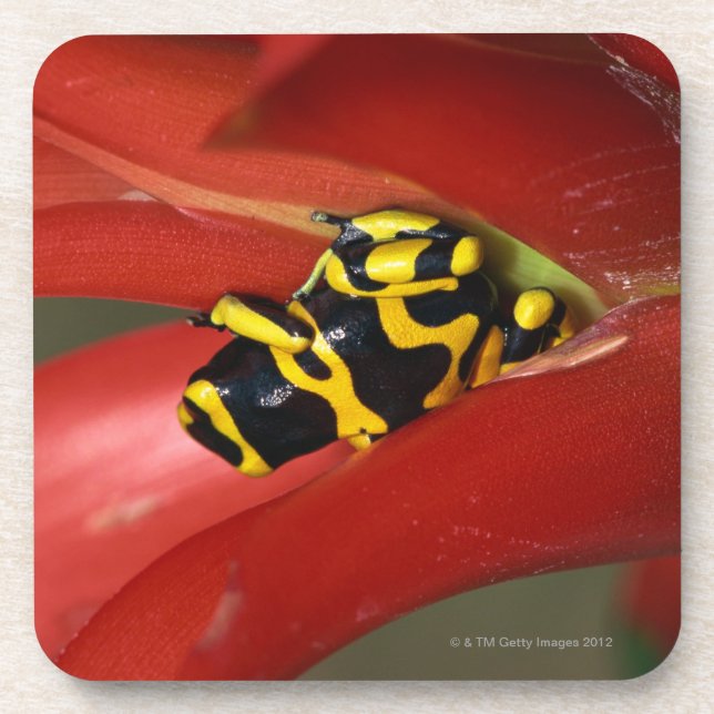 Yellow-banded poison frog coaster (Front)