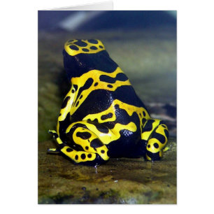 Yellow-banded Poison Frog - Dendrobate leucomelas