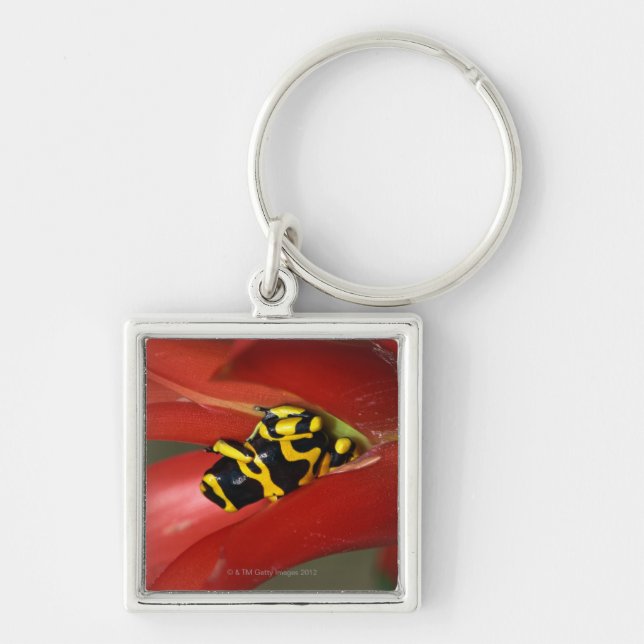 Yellow-banded poison frog keychain (Front)
