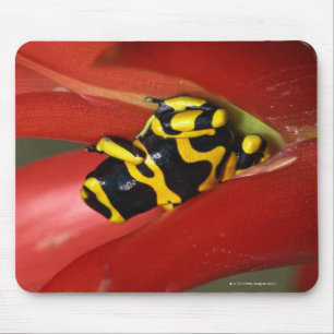 Yellow-banded poison frog mouse pad