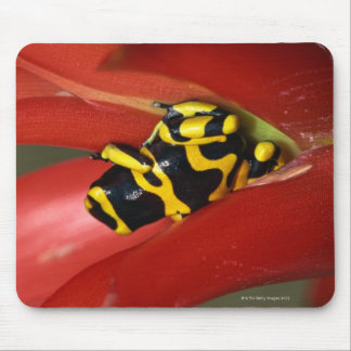 Yellow-banded poison frog mouse pad