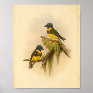 Yellow Banded Robin Bird Vintage Print